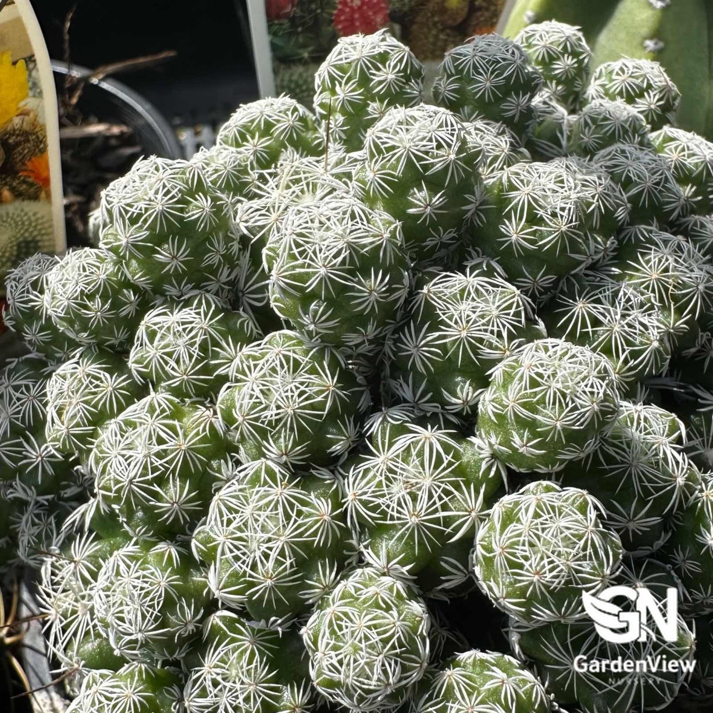 Mammillaria Vetula Ssp Gracilis (Thimble Cactus) - Cactus & Succulents - Garden View Nursery