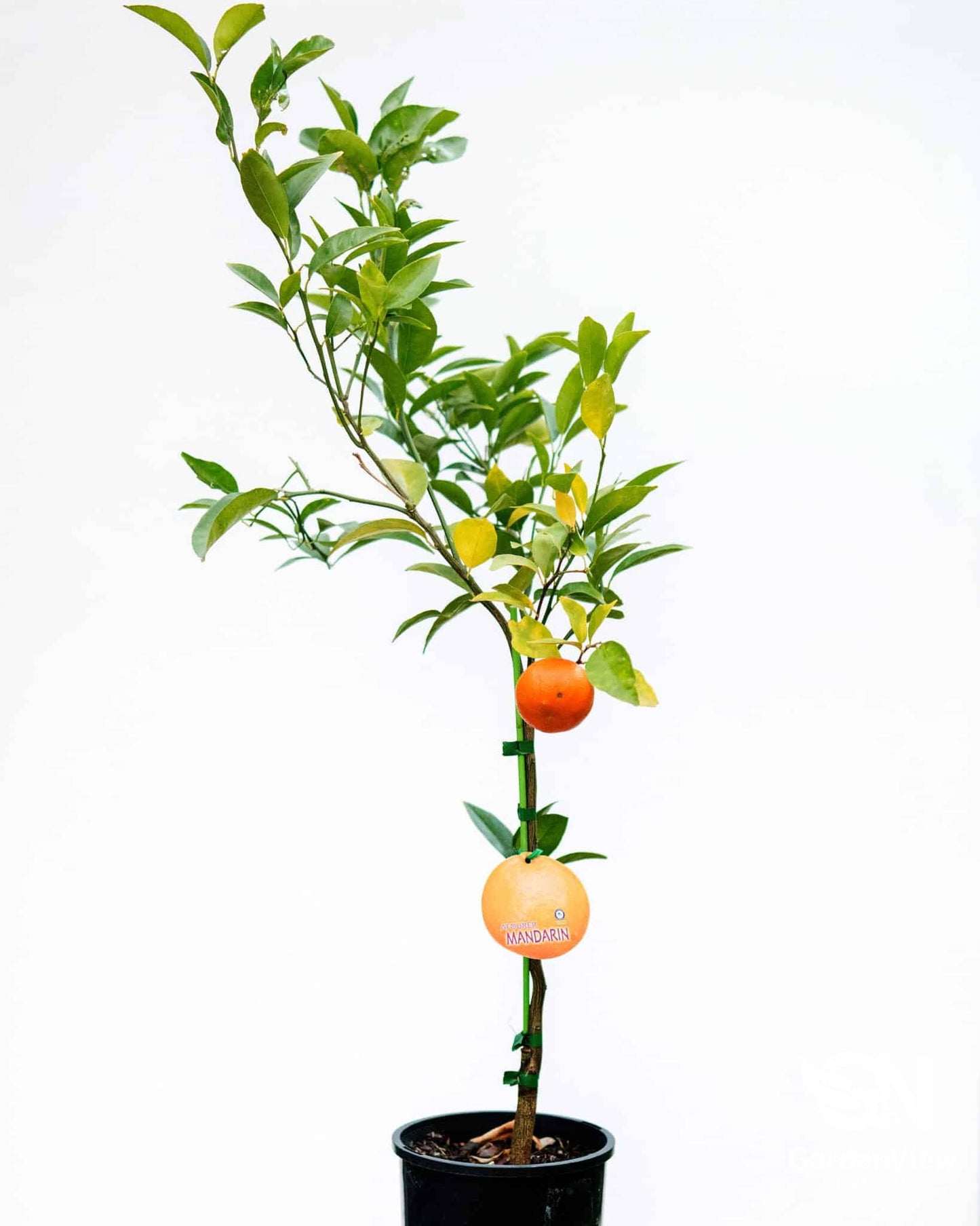 Mandarin Afourer - Fruit Trees - Garden View Nursery