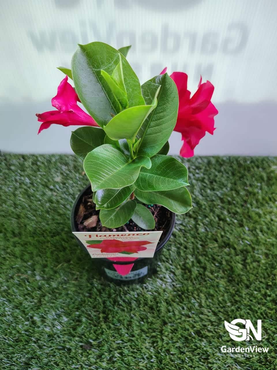 Mandevilla Assorted - Climbers & Ground Covers - Garden View Nursery