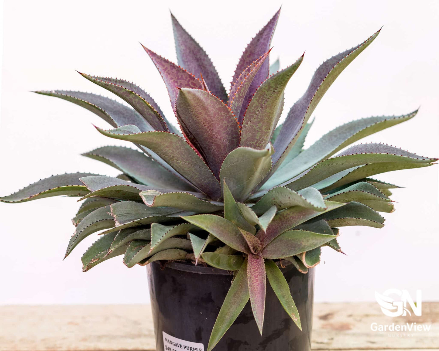 Mangave Purple People Eater - Cactus & Succulents - Garden View Nursery