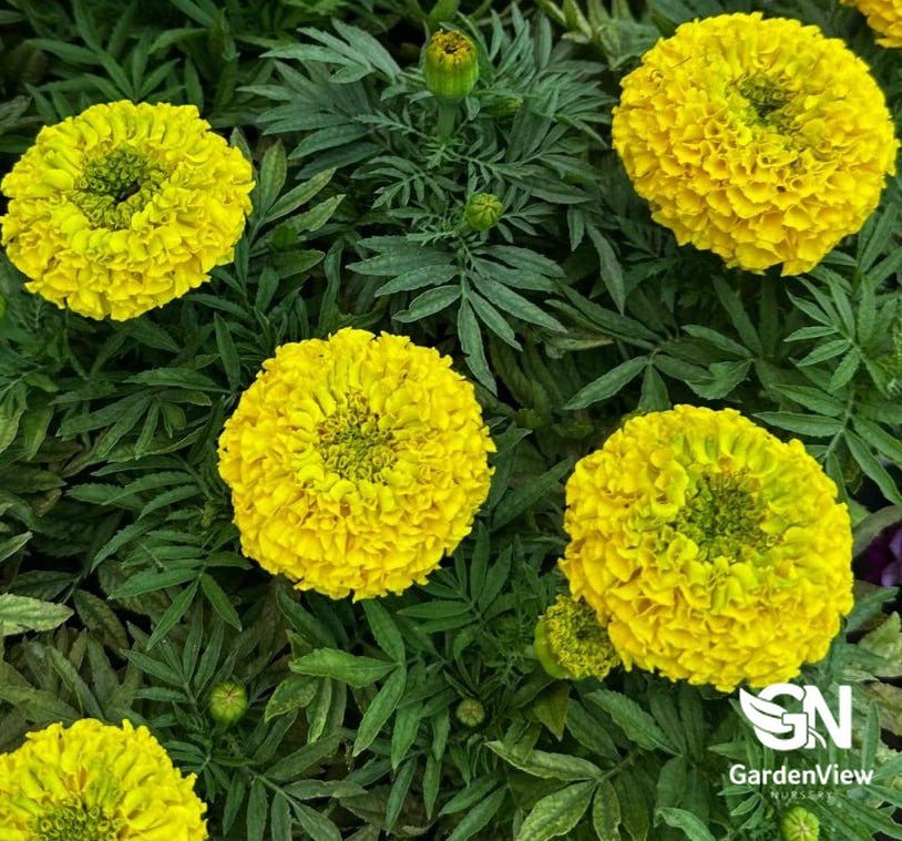 Marigold Assorted - Shrubs & Trees - Garden View Nursery