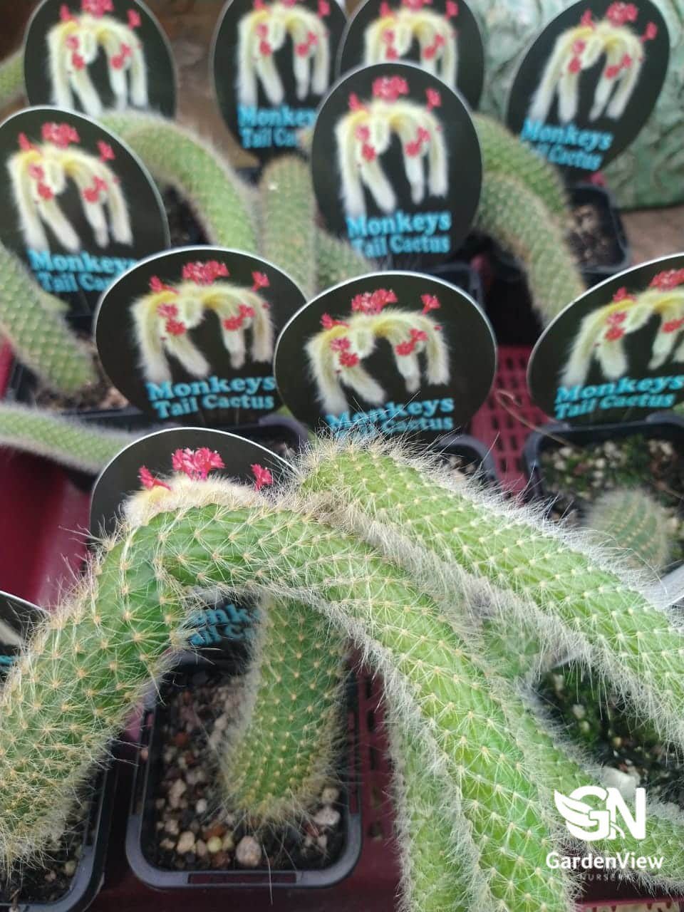 Monkey Tail 7Cm - Cactus & Succulents - Garden View Nursery