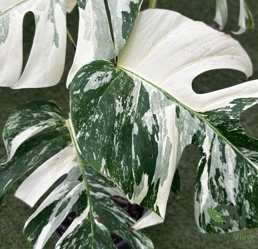 Monstera Deliciosa White Monster