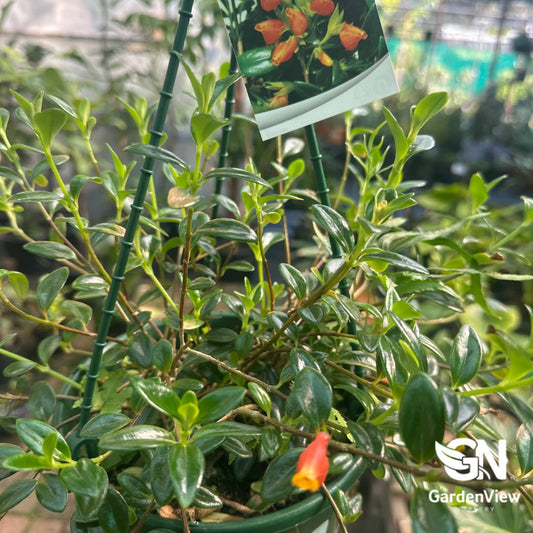 Nematanthus Glabra 'Gold Fish' with glossy green foliage and orange tubular flowers in pot