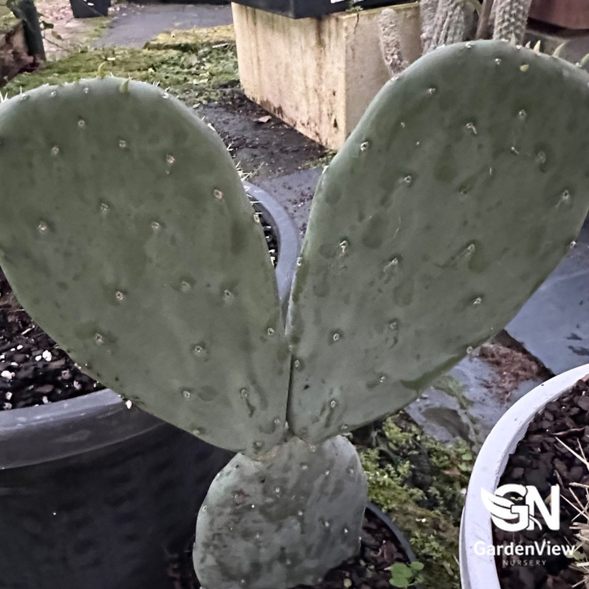 Opuntia Ficus-Indica (Prickly Pear Cactus) - Cactus & Succulents - Garden View Nursery