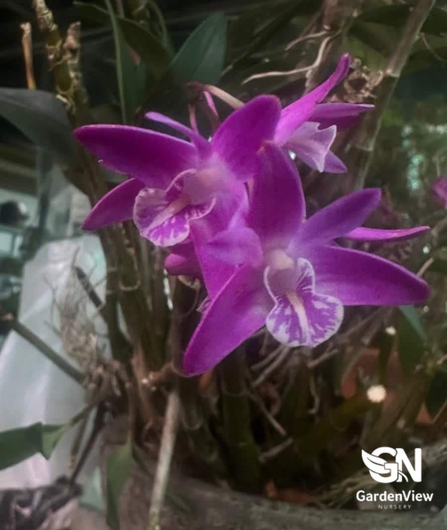 Orchid Dendrobium Kingianum - Indoor Plants - Garden View Nursery