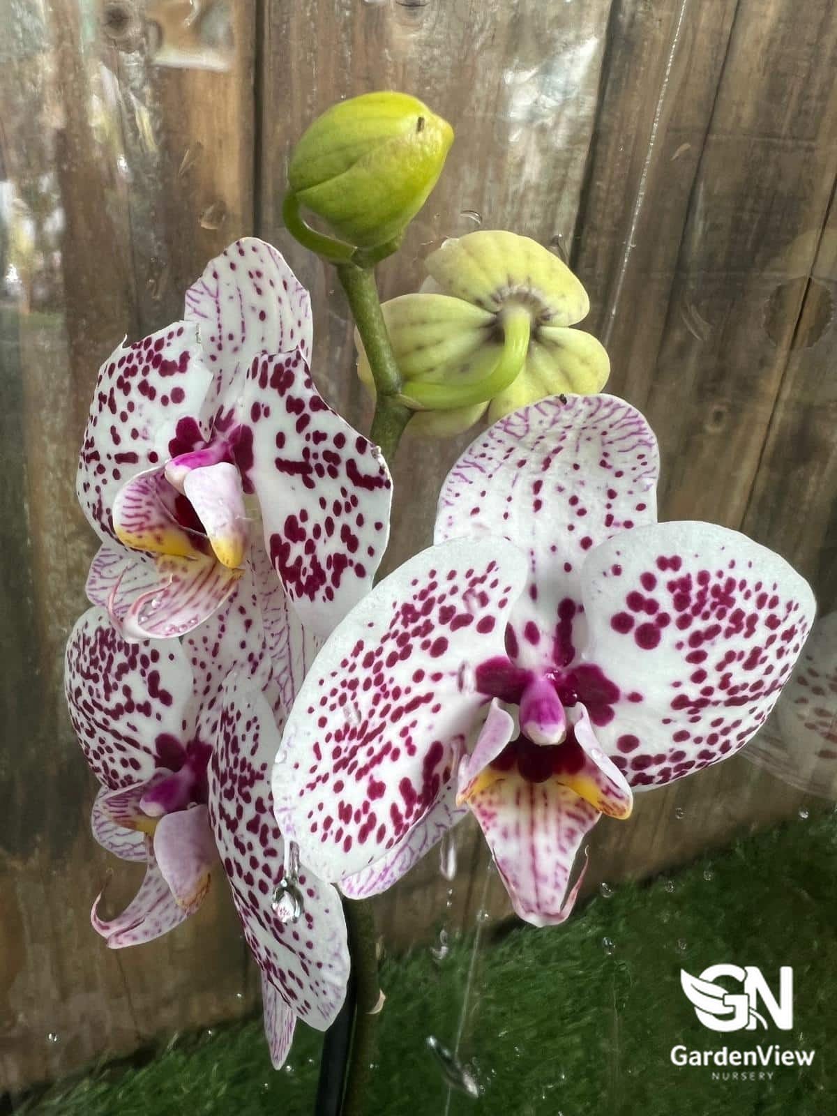 Orchid (Phalaenopsis) - Indoor Plants - Garden View Nursery