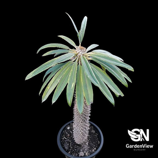 Pachypodium Lameri (Madagascar Palm) - Cactus & Succulents - Garden View Nursery