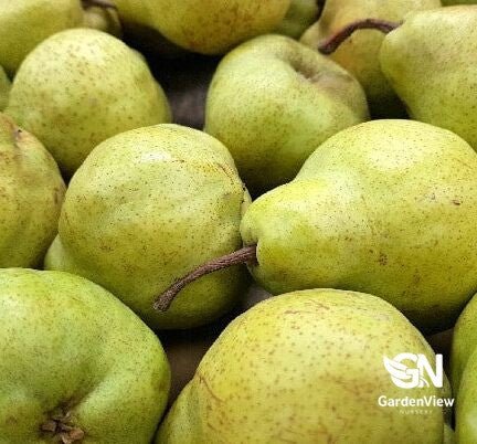 Pear Williams - Fruit Trees - Garden View Nursery