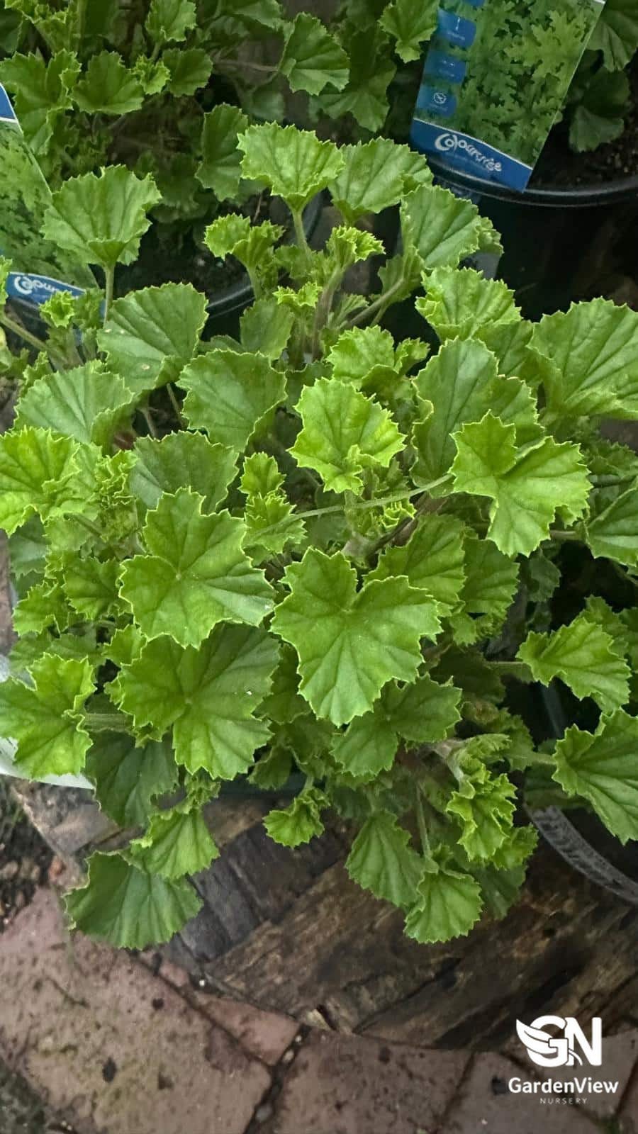 Pelargonium Citrosum (Mozzie Buster) - Shrubs & Trees - Garden View Nursery