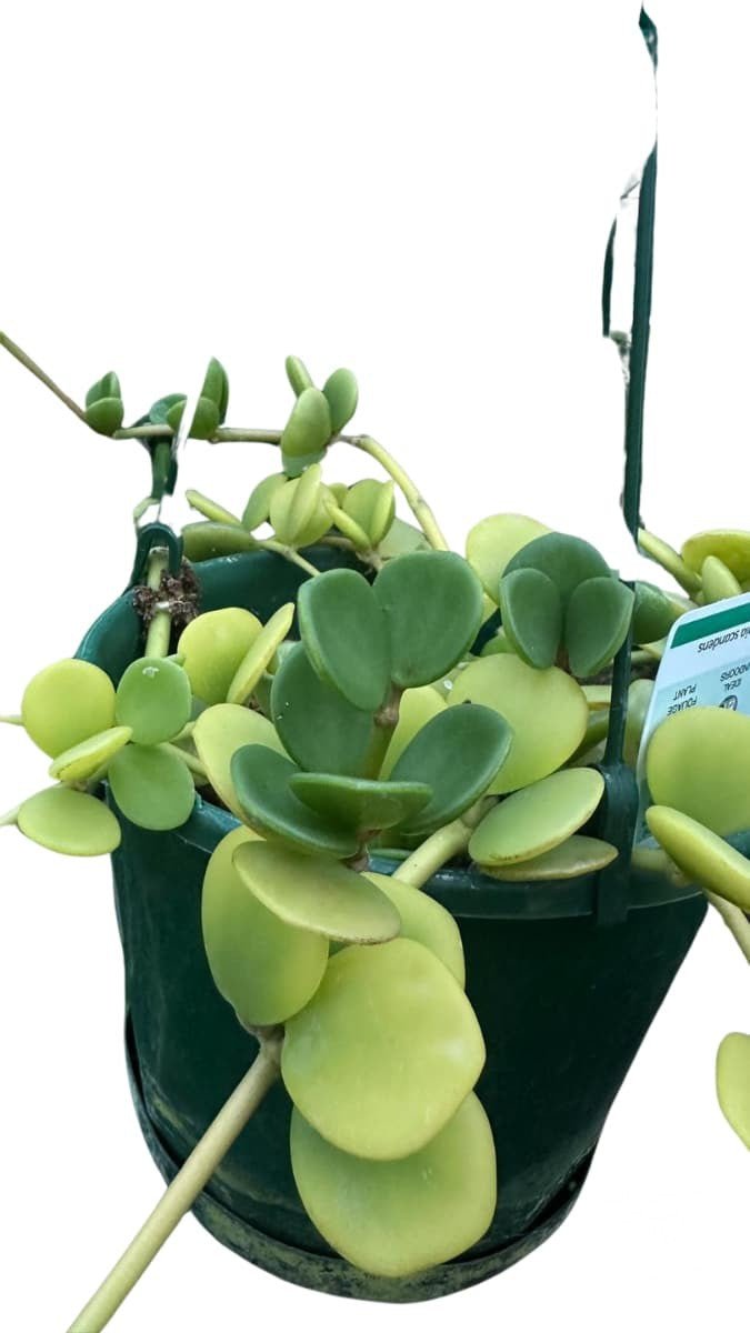 Peperomia Hope (Hanging Basket) - Indoor Plants - Garden View Nursery