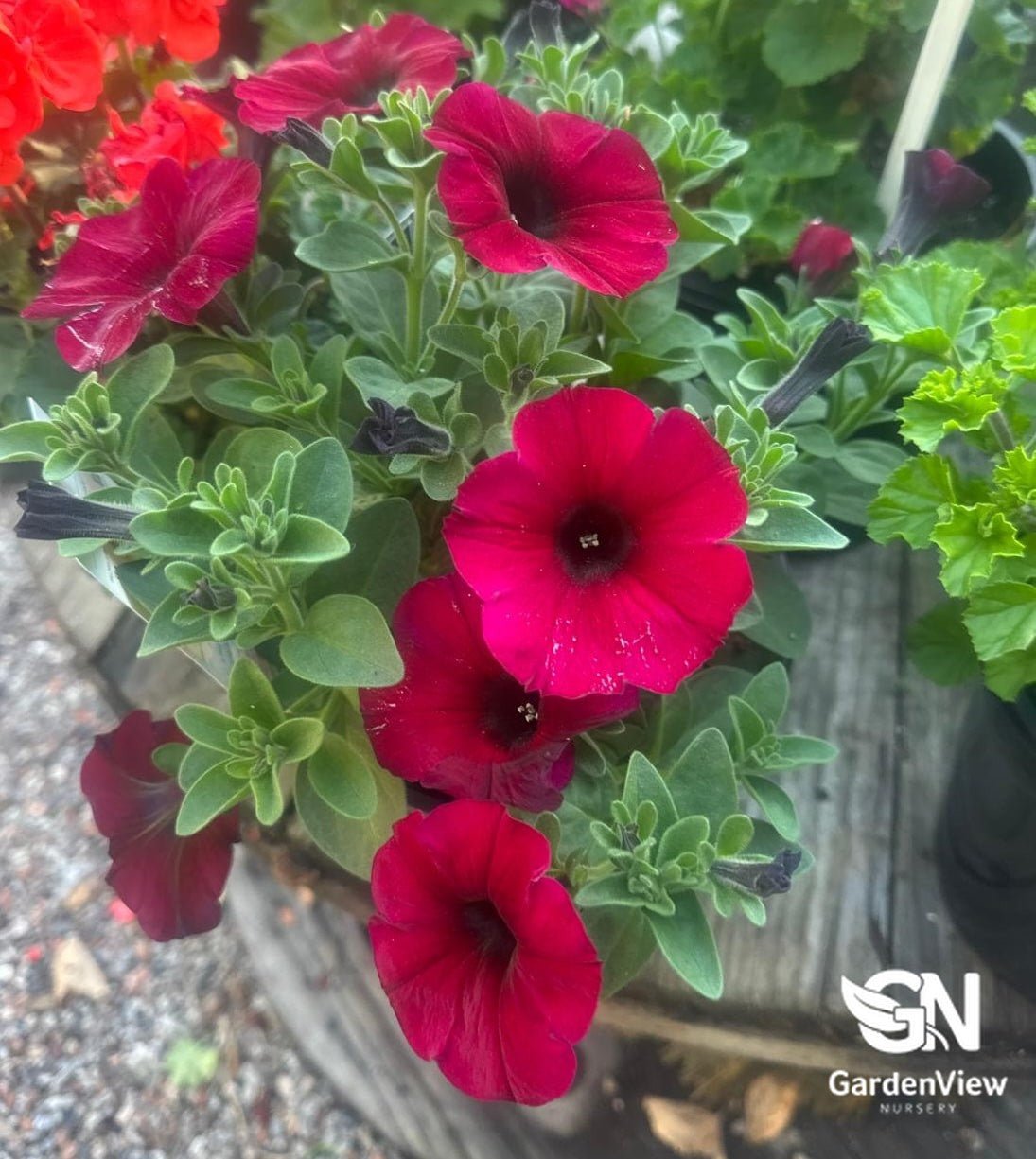 Petunia Calibrachoa Hybrid Supercal - Shrubs & Trees - Garden View Nursery