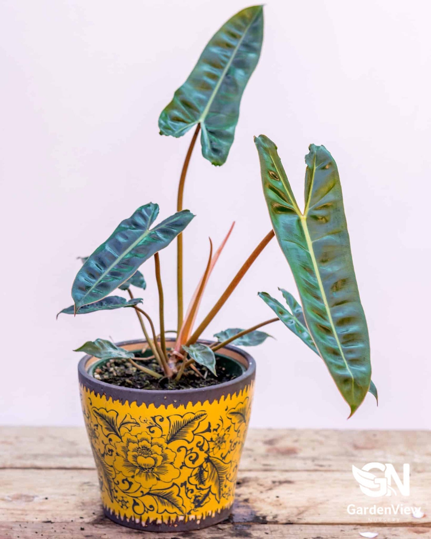 Philodendron Billietiae - Indoor Plants - Garden View Nursery