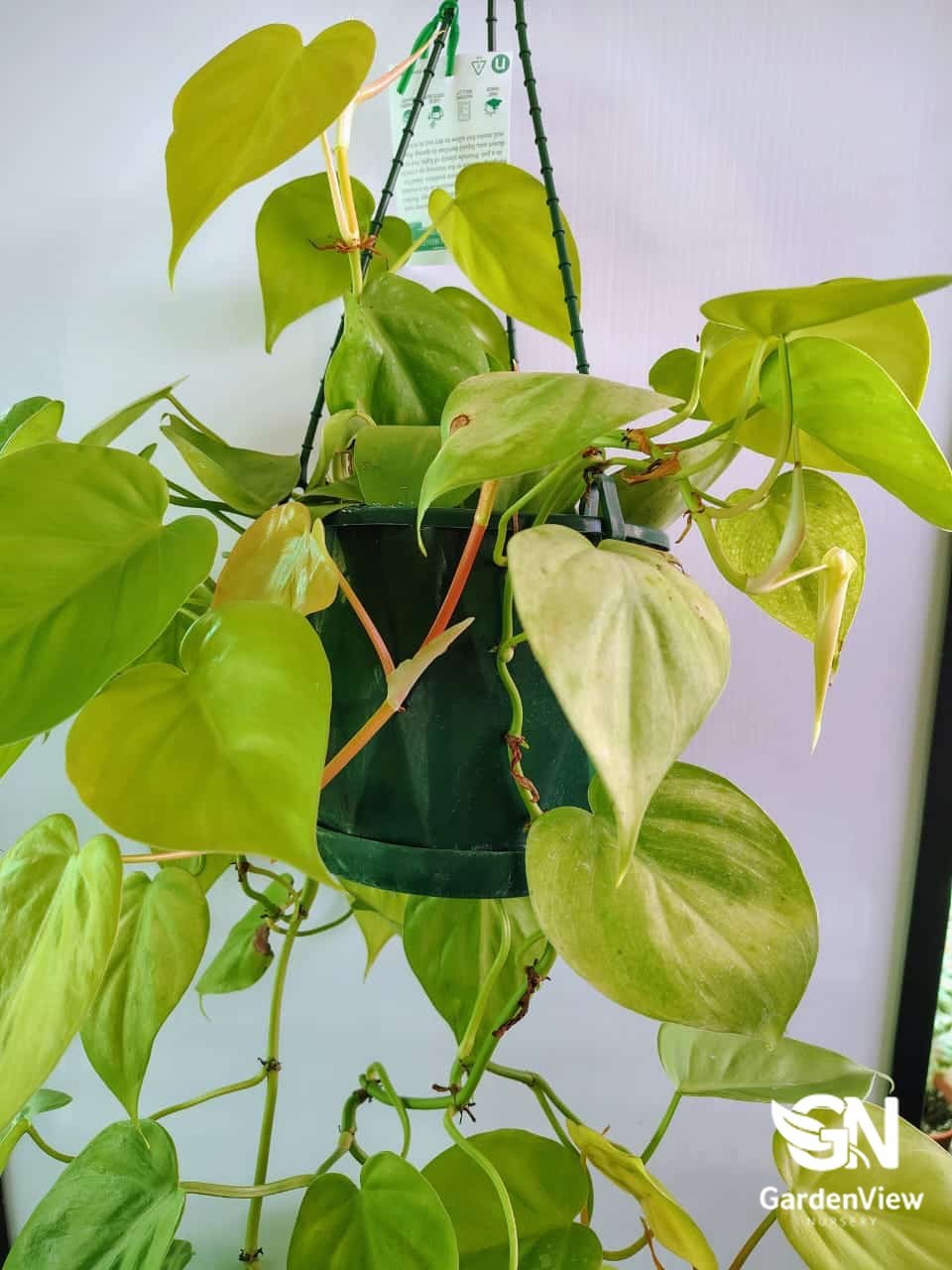 Philodendron Cordatum | Heart Leaf Climbing Plant