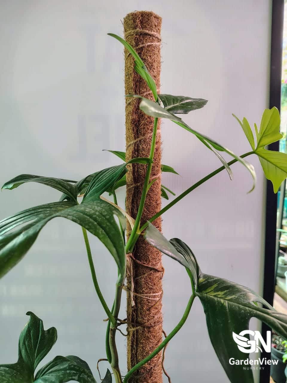 Philodendron Florida Beauty | Variegated Climbing Plant