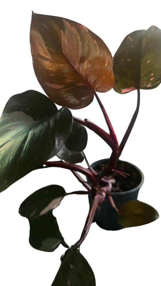 Philodendron Pink Princess - Indoor Plants - Garden View Nursery