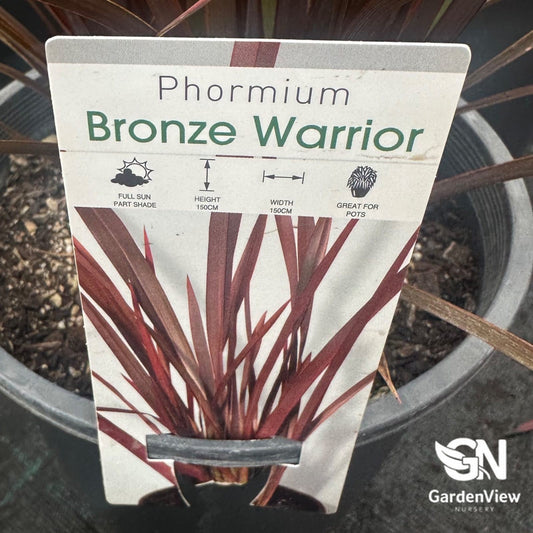 Phormium Tenax 'Bronze' - Climbers & Ground Covers - Garden View Nursery