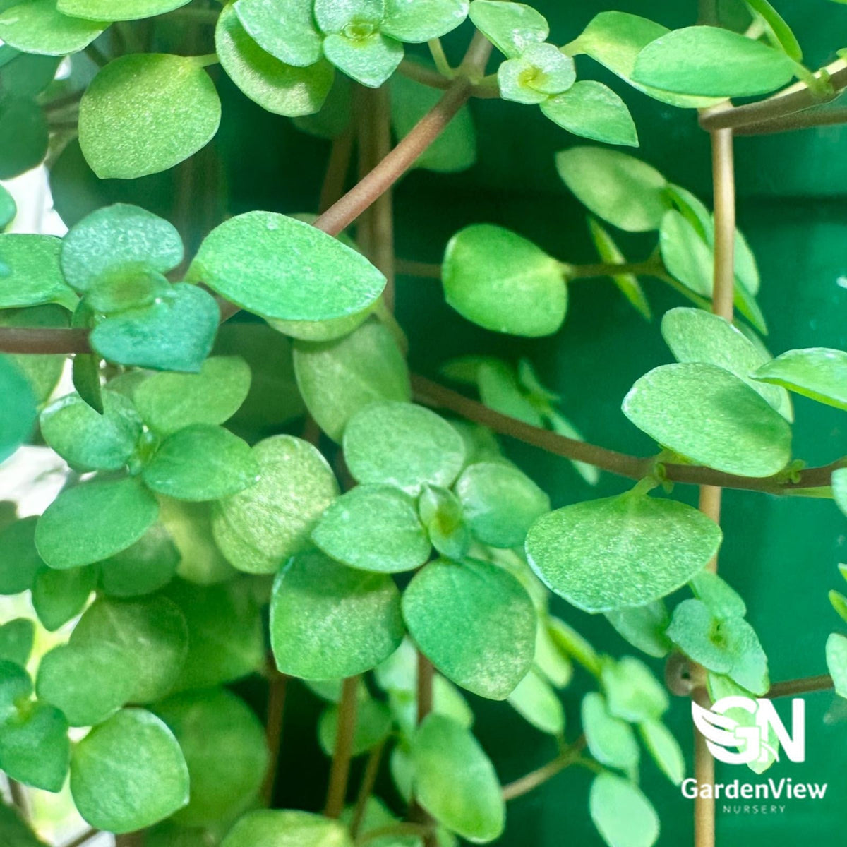 Pilea Silver Sprinkles - Indoor Plants - Garden View Nursery