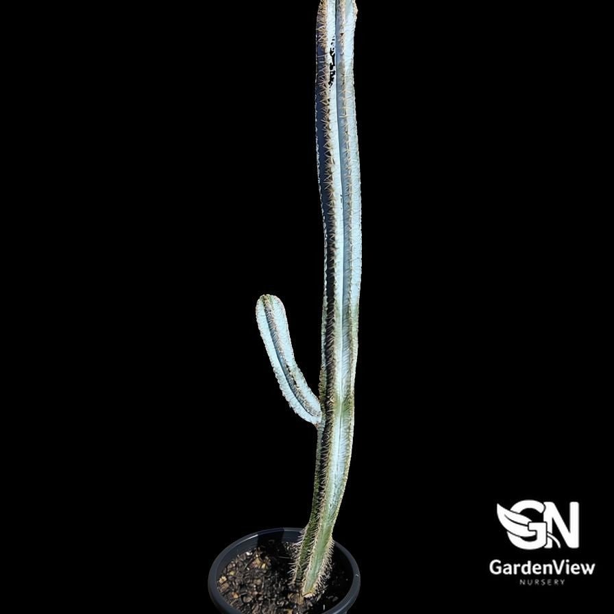 Pilosocereus Azureus (Blue Torch) - Cactus - Garden View Nursery