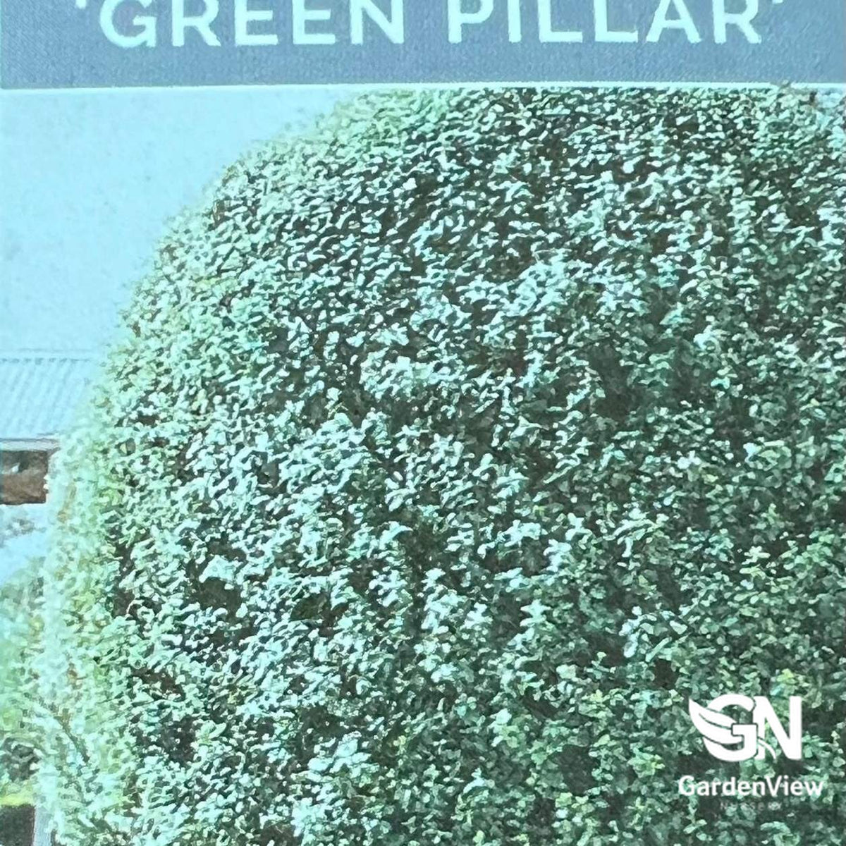 Pittosporum Tenuifolium 'Green Pillar' with dense green foliage in upright columnar form