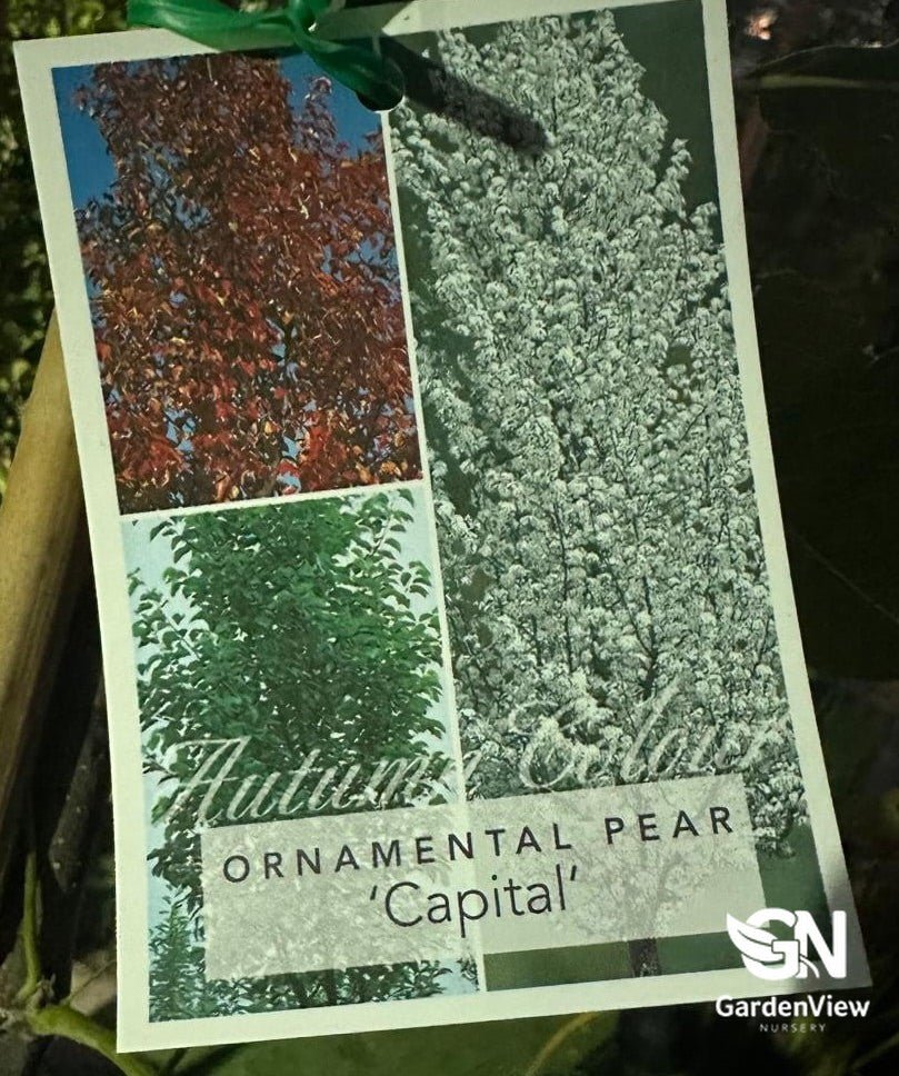 Pyrus Calleryana Capital - Shrubs & Trees - Garden View Nursery