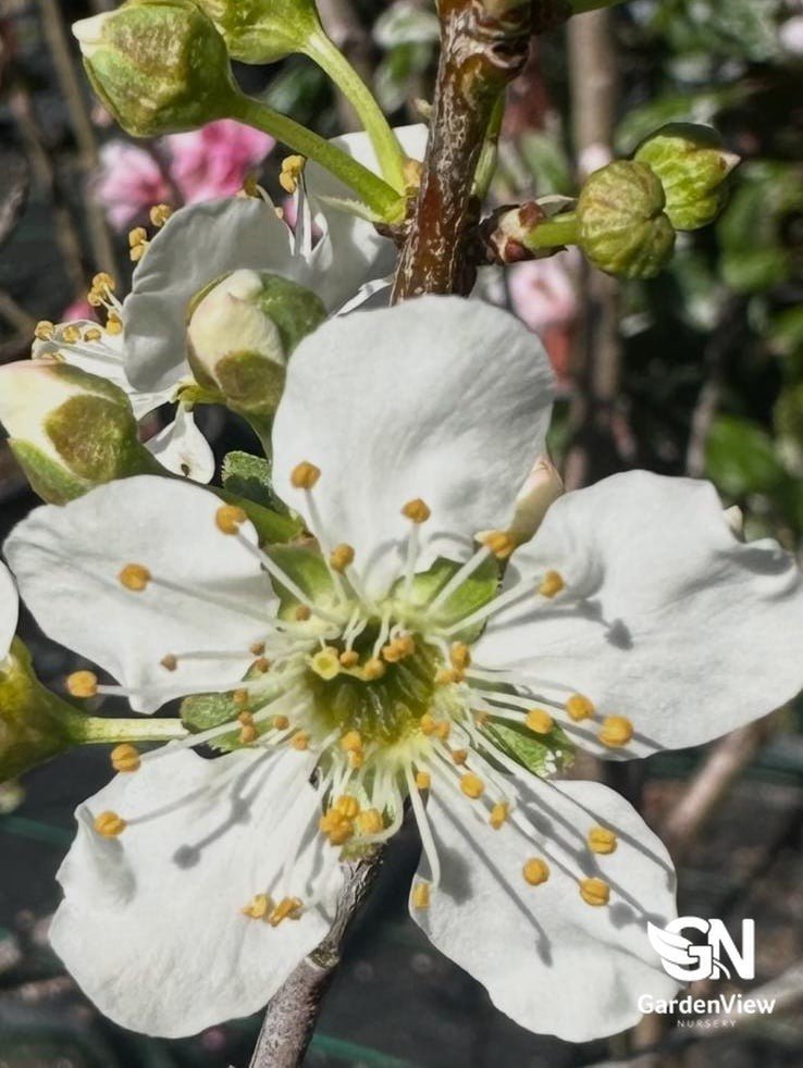 Pyrus Cleveland Select - Shrubs & Trees - Garden View Nursery