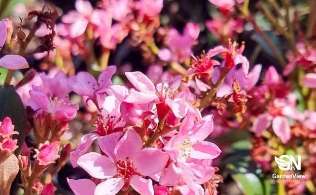 Rhaphiolepis Indica Rajah - Shrubs & Trees - Garden View Nursery