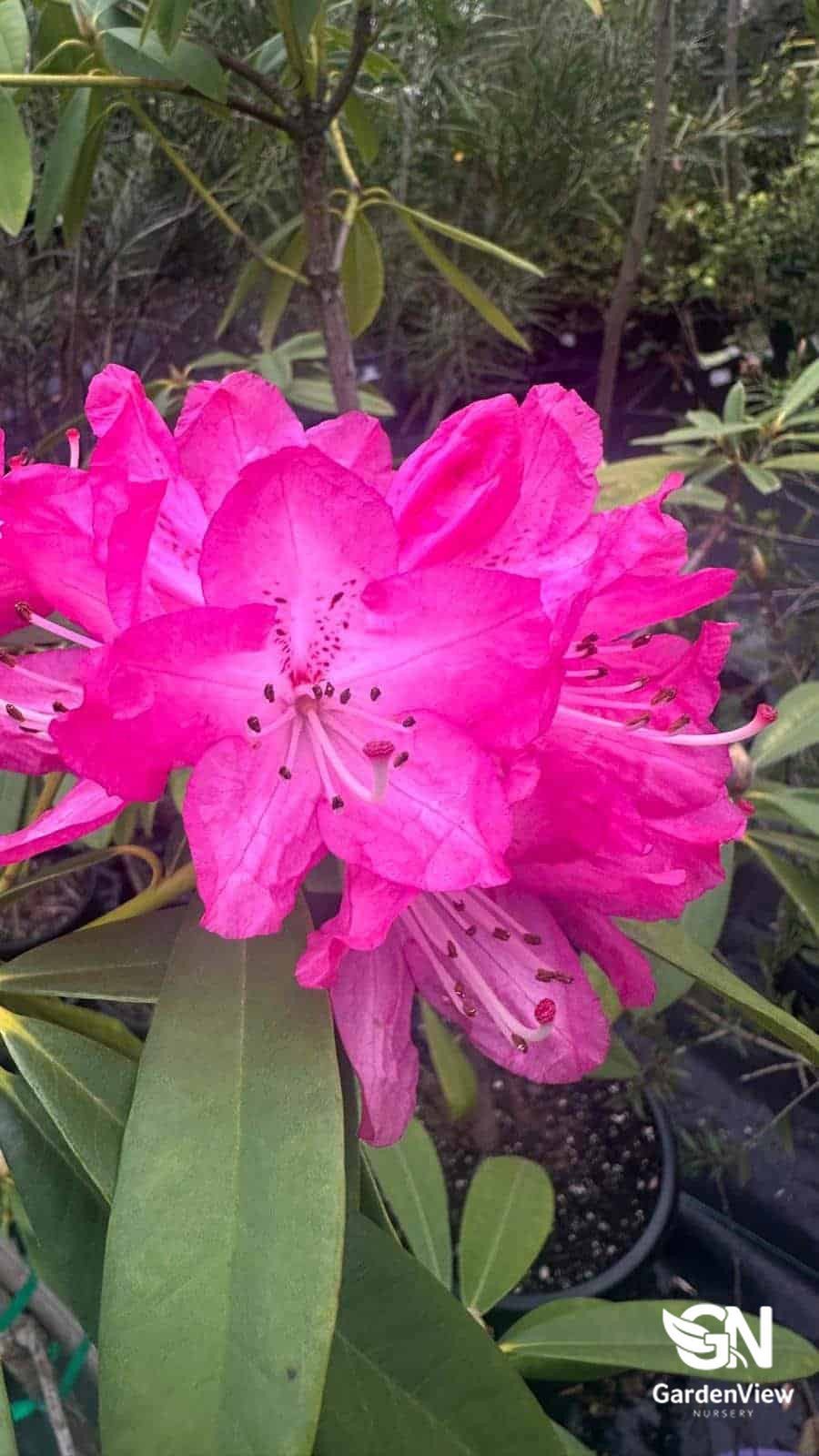 Rhododendron (Sir Robert Peel) - Shrubs & Trees - Garden View Nursery