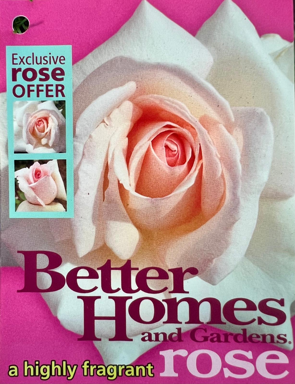 Rose Better Home Bush - Roses - Garden View Nursery