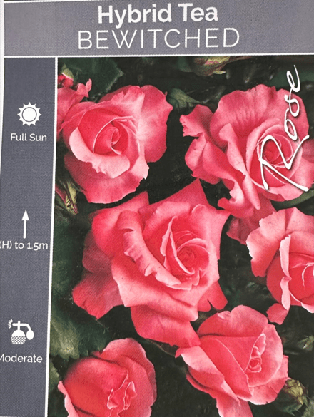 Rose Bewitched Bush - Roses - Garden View Nursery