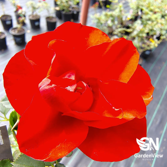 Rose Black Forest Bush - Roses - Garden View Nursery