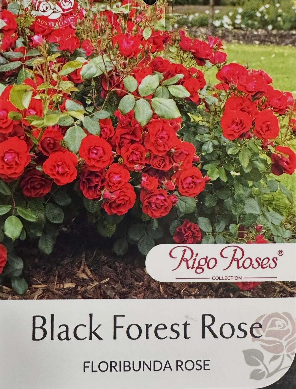 Rose Black Forest Bush - Roses - Garden View Nursery