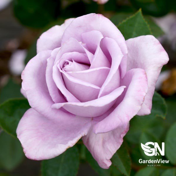 Rose Blue Moon Bush - Roses - Garden View Nursery