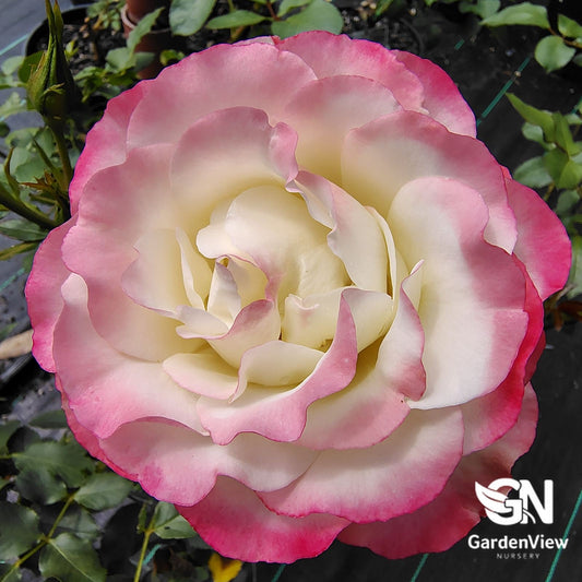 Rose Carmagnole Bush - Roses - Garden View Nursery