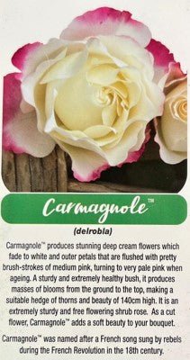 Rose Carmagnole Bush - Roses - Garden View Nursery