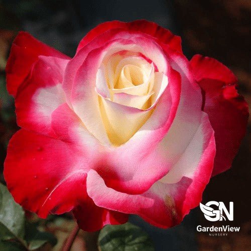Rose Double Delight Standard - Roses - Garden View Nursery