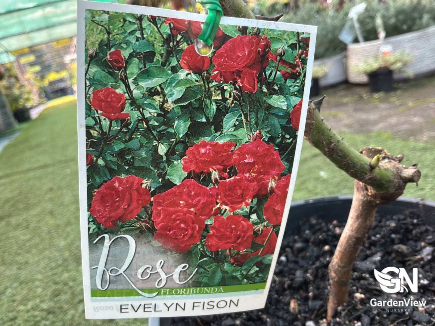 Rose Evelyn Fison - Roses - Garden View Nursery