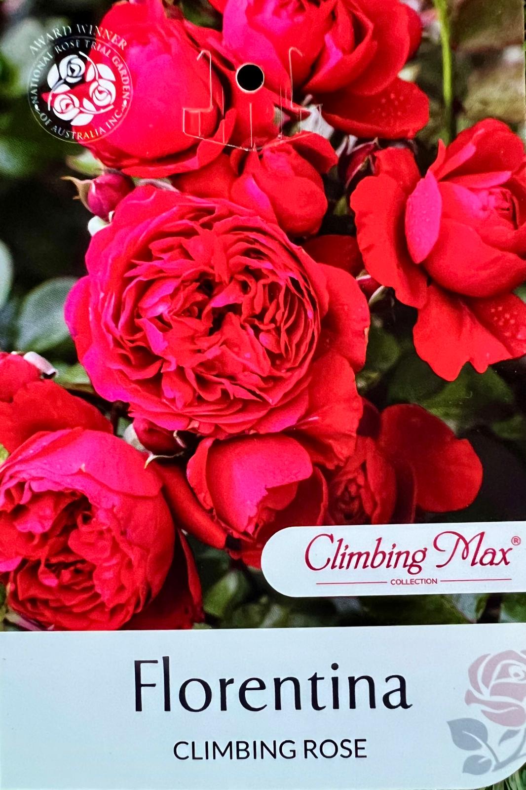 Rose Florentina Climbing - Roses - Garden View Nursery
