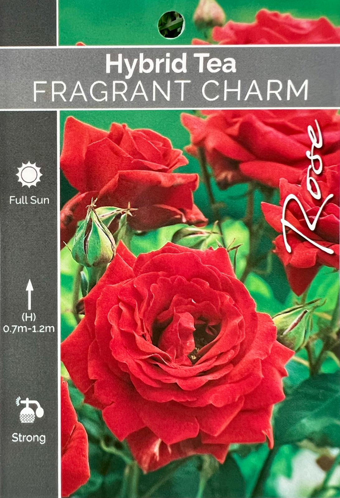 Rose Fragrant Charm Bush - Roses - Garden View Nursery