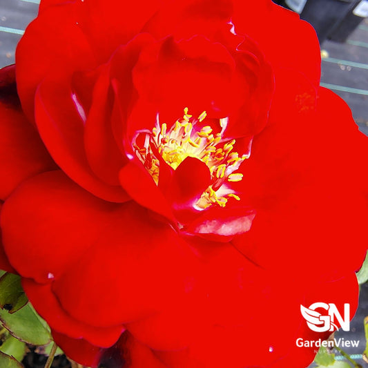 Rose Fragrant Charm Bush - Roses - Garden View Nursery