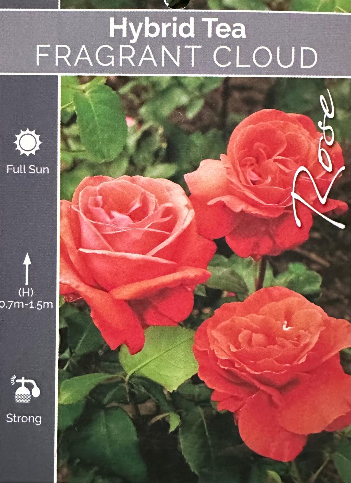 Rose Fragrant Cloud Bush - Roses - Garden View Nursery