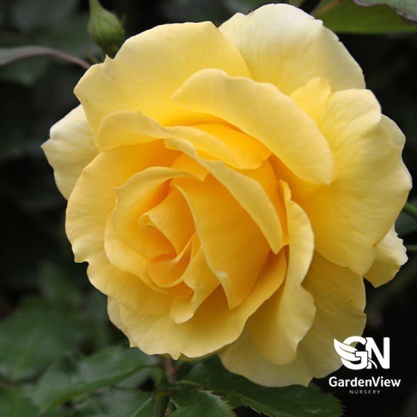 Rose Gold Bunny Bush - Roses - Garden View Nursery