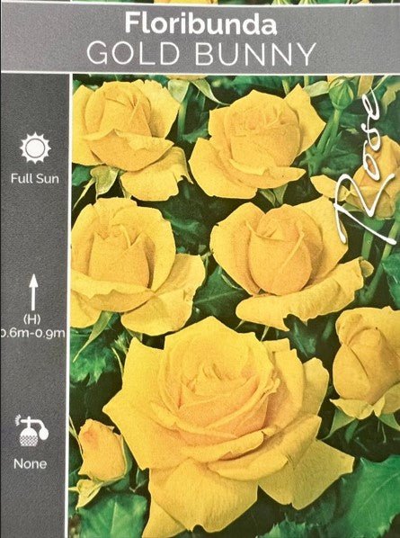 Rose Gold Bunny Climbing - Roses - Garden View Nursery