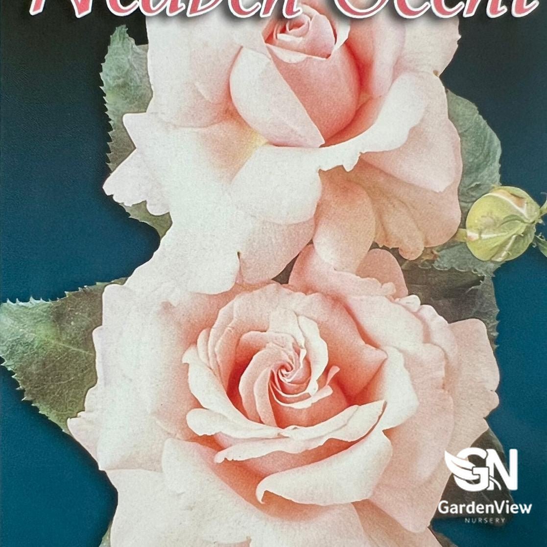 Rose Heaven Scent Bush - Roses - Garden View Nursery