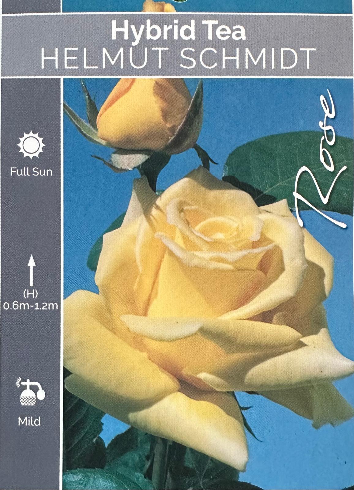Rose Helmut Schmidt Bush - Roses - Garden View Nursery