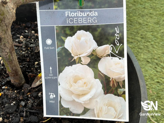 Rose Iceberg Bush - Roses - Garden View Nursery