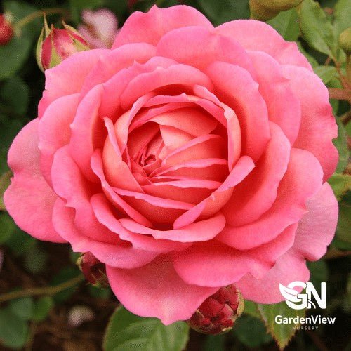 Rose Jubilee Celebration Standard - Roses - Garden View Nursery