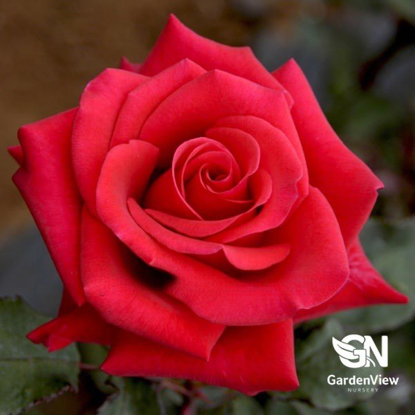 Rose Kardinal Bush - Roses - Garden View Nursery
