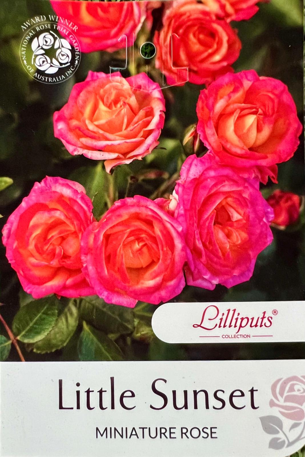 Rose Little Sunset Bush - Roses - Garden View Nursery