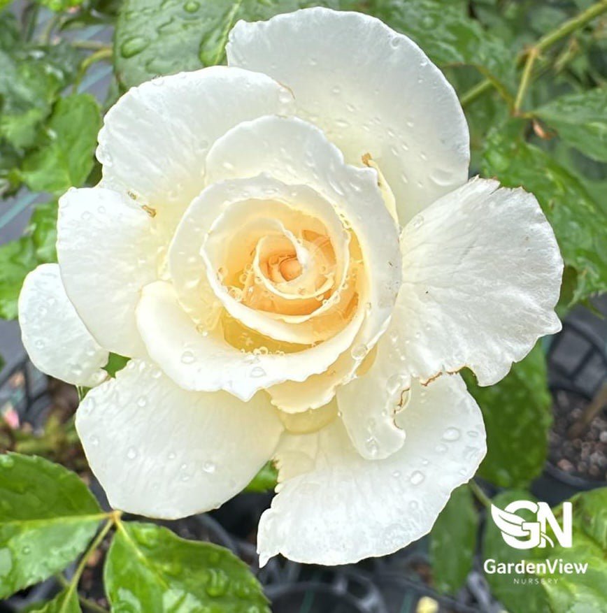 Rose Margaret Merril Standard - Roses - Garden View Nursery